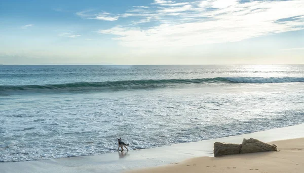 Yalnız Bir Köpek Gün Doğumunda Deniz Kıyısında Refahın Tadını Çıkarıyor — Stok fotoğraf