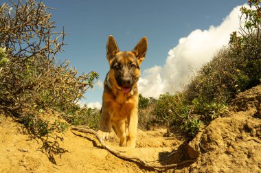 Tatlı safkan bir Alman çoban köpeği doğa ile çevrili açık havada refahın tadını çıkarıyor. Kameraya doğru yürüyen genç bir GSD 'nin portresi