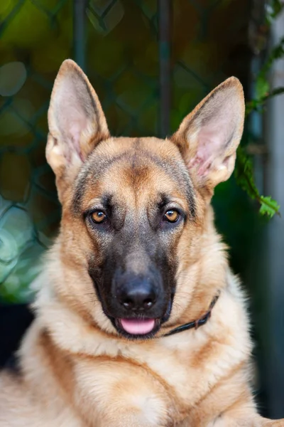Genç Bir Safkan Siyah Bronz Alman Çoban Köpeğinin Yakın Çekimi — Stok fotoğraf