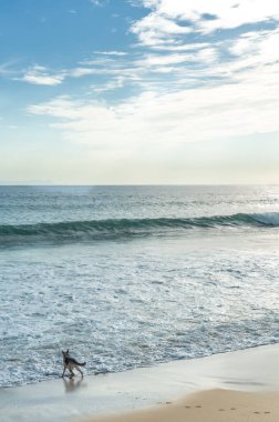 Yalnız bir köpek güneş doğarken deniz kıyısında refahın tadını çıkarıyor. Açık hava portresi. Açık renkli ve beyaz renkte rahatlatıcı ve iç gözlemsel bir estetik.
