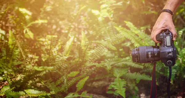 Yeşil Yaprakların Arasında Güneş Işığı Altında Bir Fotoğrafçının Eli Kamerayı — Stok fotoğraf