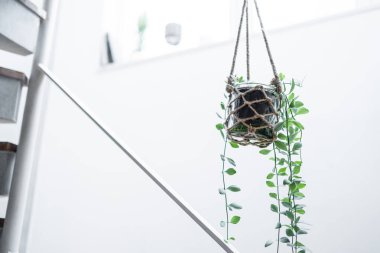 Kopya alanı olan ev bitkileri asılıyor
