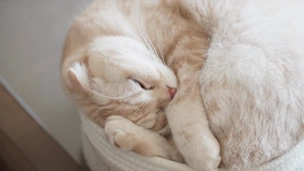 Ύπνος Της Γάτας Μέσα Ένα Καλάθι — Αρχείο Βίντεο