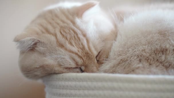 Gato Dormindo Agachado Uma Cesta — Vídeo de Stock