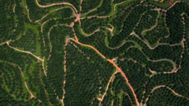 Yukarıdan manzara. Yukarıdan Palmiye Ağacı Çiftliği manzarası. Havadan bir kuş bakışı. Selangor, Malezya.