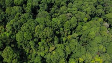Giam Kanching, Rawang, Selangor 'da sık ağaçların bulunduğu yemyeşil bir ormanın havadan görünüşü..