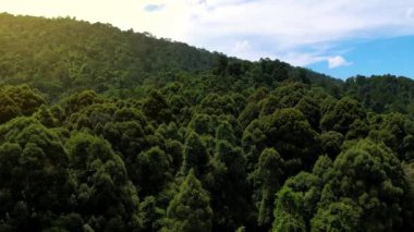 Giam Kanching, Rawang, Selangor 'da sık ağaçların bulunduğu yemyeşil bir ormanın havadan görünüşü..