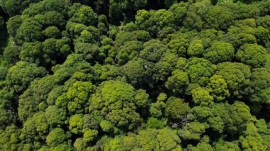 Giam Kanching, Rawang, Selangor 'da sık ağaçların bulunduğu yemyeşil bir ormanın havadan görünüşü..