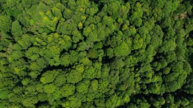 Giam Kanching, Rawang, Selangor 'da sık ağaçların bulunduğu yemyeşil bir ormanın havadan görünüşü..