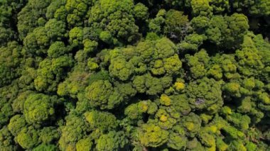 Giam Kanching, Rawang, Selangor 'da sık ağaçların bulunduğu yemyeşil bir ormanın havadan görünüşü..