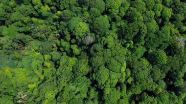Giam Kanching, Rawang, Selangor 'da sık ağaçların bulunduğu yemyeşil bir ormanın havadan görünüşü..