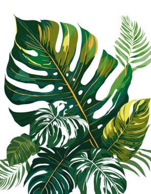 Soyut tropikal ve canavar yaprakları beyaz arkaplan, vektör ve illüstrasyon üzerinde renkli.