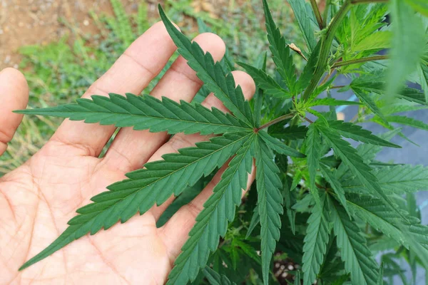 Hand Die Een Cannabis Sativa Bladboom Vasthoudt Rechtenvrije Stockfoto's