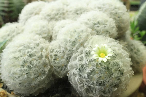 Single Simple White Green Mammillaria Cactus Flower Minimal