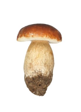 Beyaz arka planda orman mantarı,