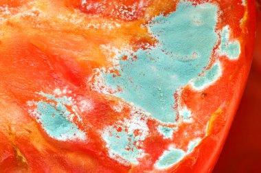 Çürük bir domatesin üzerindeki mavi küf.