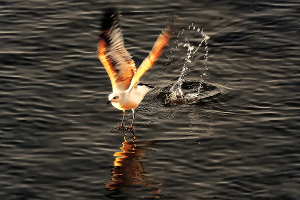 Een Ijsvogel Die Zijn Vlucht Van Het Wateroppervlak Tilt — Stockfoto