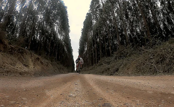Ciclista Pedalando Uma Estrada Terra Através Floresta — Fotografia de Stock