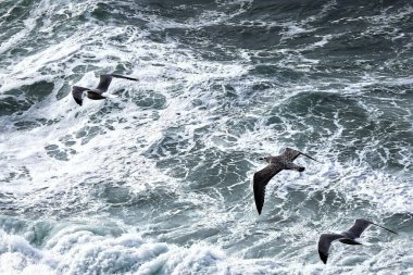 Okyanus üzerinde uçan üç martı.