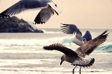 Seagulls on the Portuguese Atlantic coast