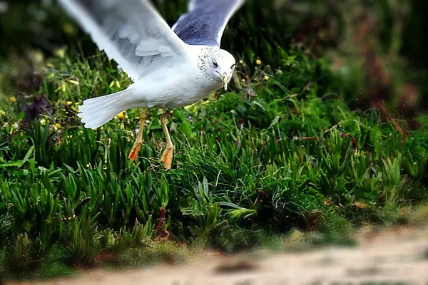 Une Mouette Sur Rivage Mangeant Pain — Photo