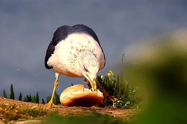 Eine Möwe Ufer Isst Von Einem Laib Brot — Stockfoto