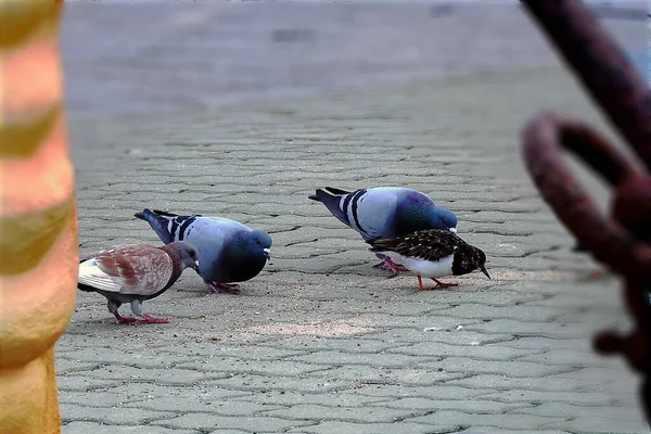 Groupe Pigeons Nourrissant — Photo