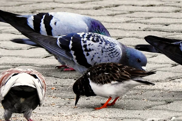 Groupe Pigeons Nourrissant — Photo