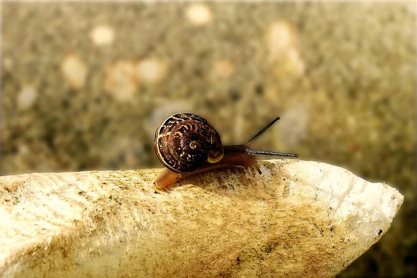 Snail Stone Asphalt — Stock Photo, Image
