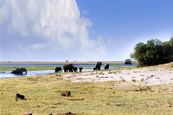 Blick Aus Einer Afrikanischen Savanne Helllichten Tag — Stockfoto