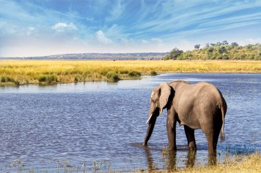 Afrika 'da bir savanadaki nehrin kıyısındaki filler.