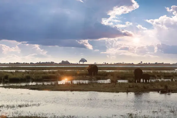 Elefanten Rande Eines Flusses Einer Afrikanischen Savanne — Stockfoto