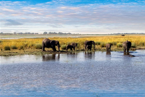 stock image Elephants on the edge of a river in an African savannah