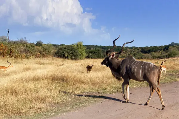 Landschaft Einer Afrikanischen Savanne Mit Freien Tieren — Stockfoto