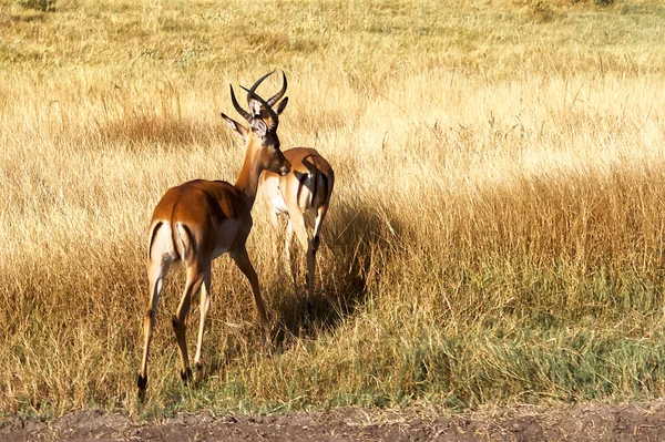 Zwei Antilopen Einer Afrikanischen Savanne — Stockfoto