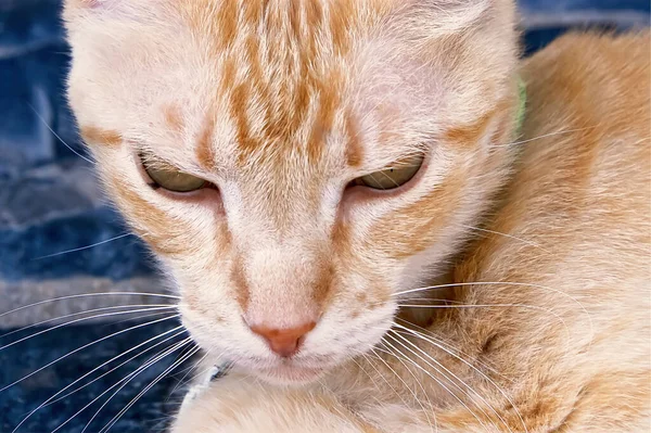 Бродячая Кошка Бездельничает Улице — стоковое фото
