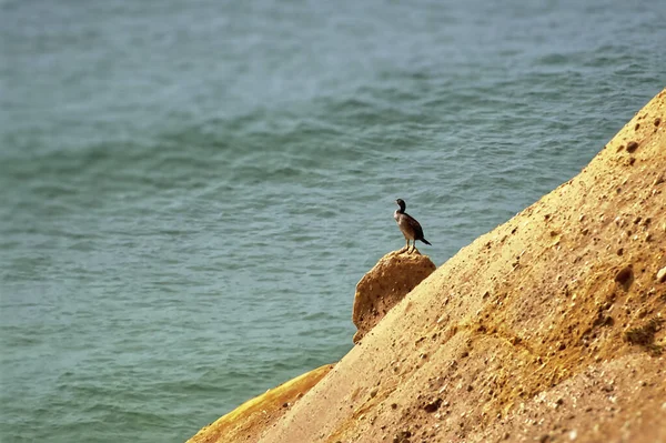 Fåglar Klippa Havet — Stockfoto