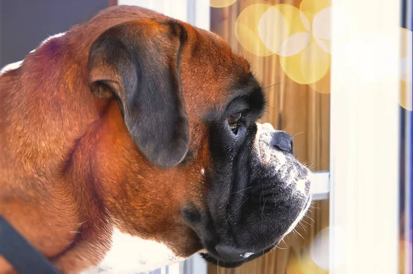 Evin penceresinden dışarı bakan bir köpek.