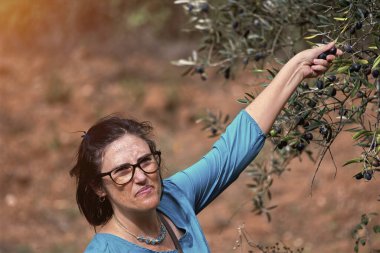 Kırsalda zeytin ağacından zeytin toplayan olgun bir kadın.