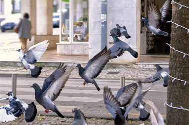 Torres Vedras, Portekiz şehir merkezinde güvercinler