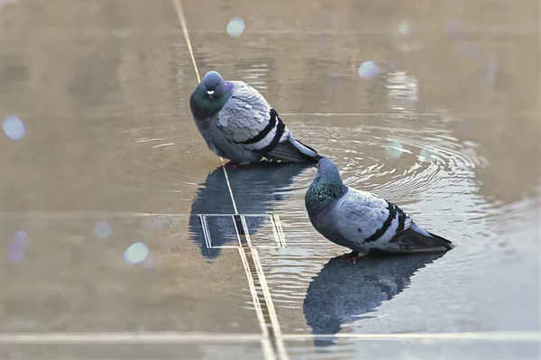 Pigeons in a puddle with water drops on the floor