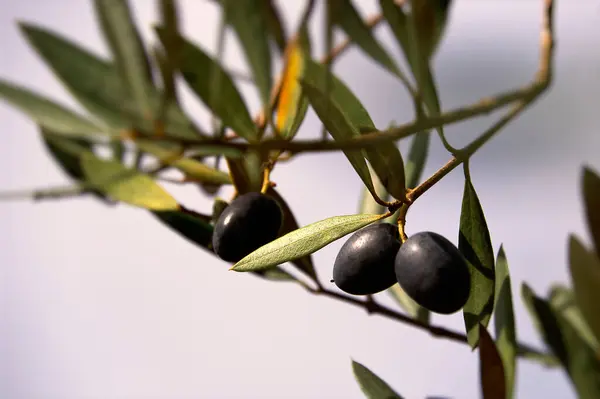 Black olives on olive tree branch. Black olives on olive tree branches.