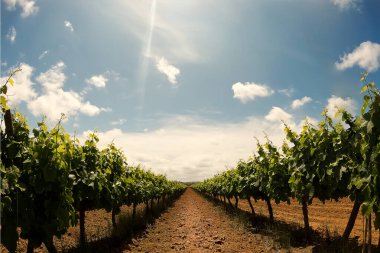 Asmalar arasındaki perspektif görünümü