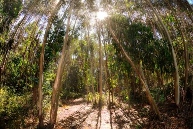 Okaliptüs ağacı ormanında güneş ışığı