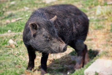 Yaban domuzu, yaban domuzu olarak da bilinir..
