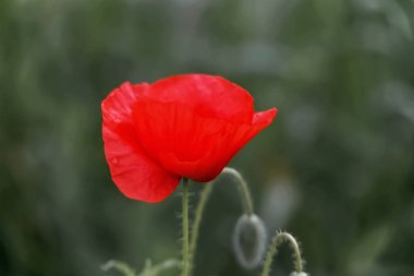 Bahçedeki gelincik çiçeği bulanık arka plan, sığ tarla derinliği