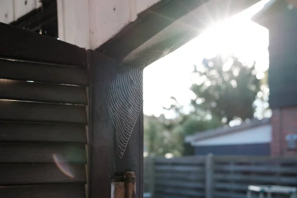 Σπάιντερ Μετάξι Στο Φως Του Ήλιου Στην Ξύλινη Πύλη Στην — Φωτογραφία Αρχείου