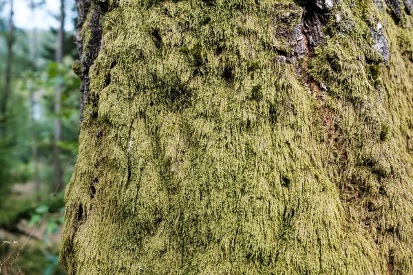 Μος Ένα Κορμό Δέντρου Στο Δάσος Κοντινό Πλάνο — Φωτογραφία Αρχείου
