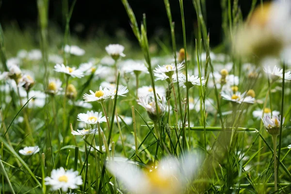 緑の草の間に菊のハゲワシの花を持つ草原 一番下だ — ストック写真