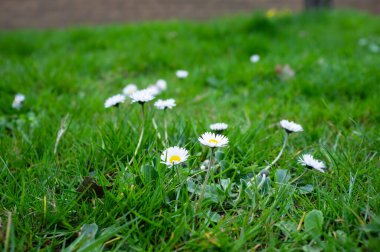 Leucanthemum vulgare çiçekleri yeşil çimlerde.